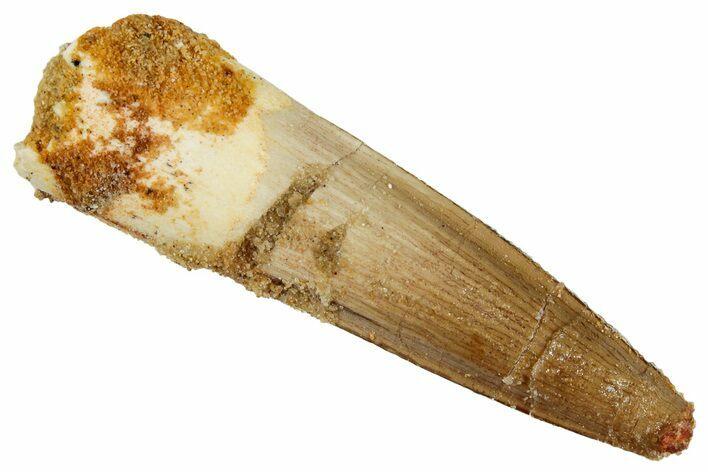 Fossil Spinosaurus Tooth - Real Dinosaur Tooth #269172